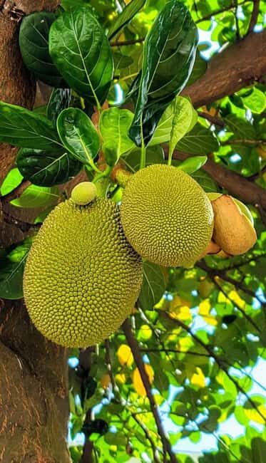 Pemba Island: Spice Farm, Chake Chake, and Pujini Tour - Who Will Love This Tour?