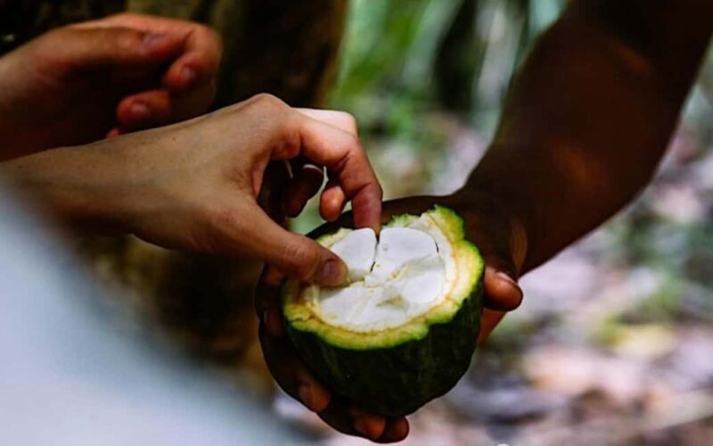 Pemba Island: Spice Farm Tour with Tastings - Who Will Love This Tour?