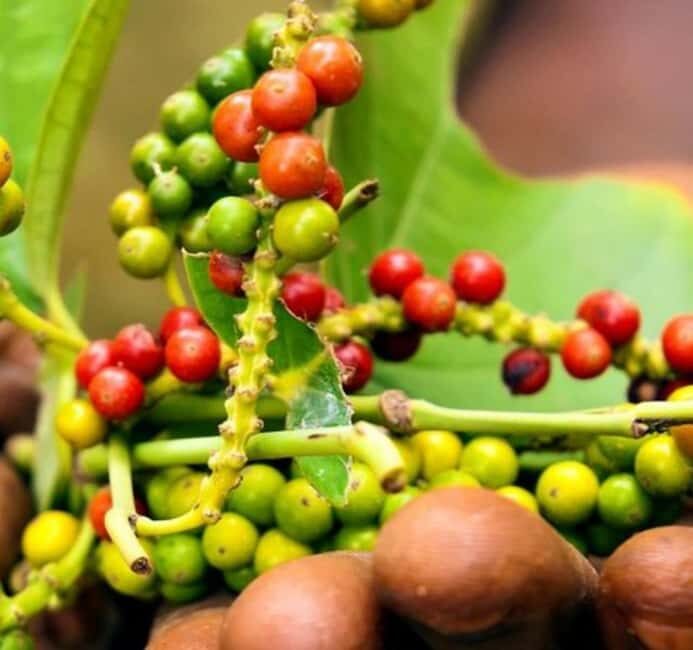 Pemba Island: Spice Farms Tour - What’s Included and What’s Not