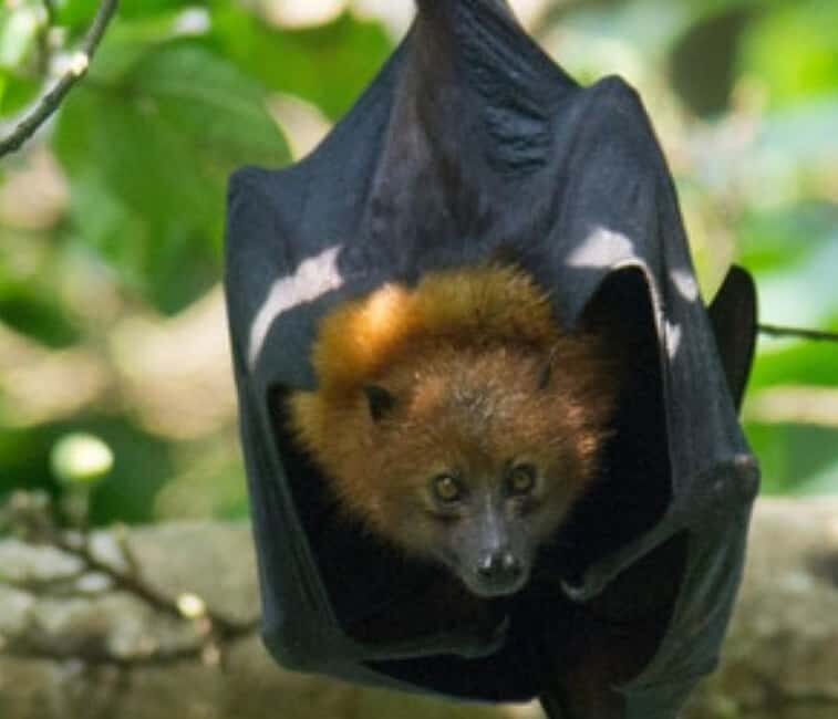 Pemba Island: The Pemba Flying Fox Tour - Key Points