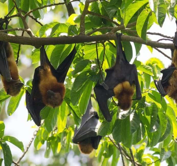 Pemba Island: The Pemba Flying Fox Tour - An In-Depth Look at the Experience
