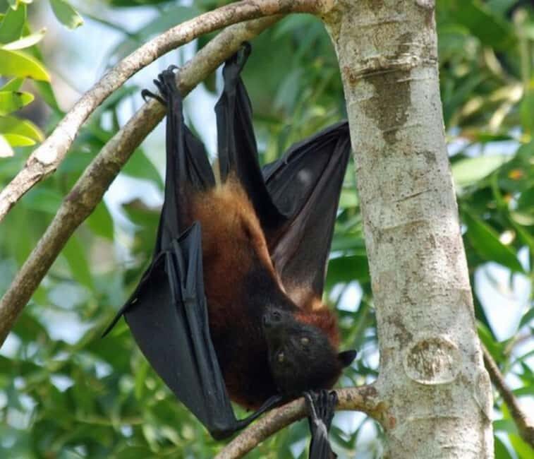 Pemba Island: The Pemba Flying Fox Tour - Final Thoughts: Who Should Consider This Tour?