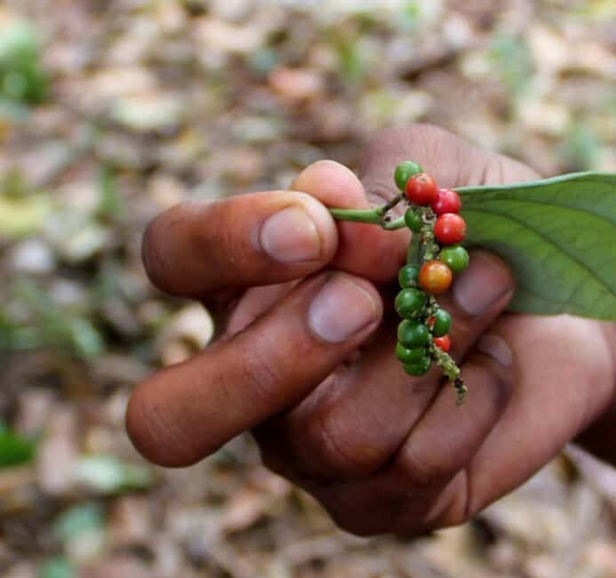 Pemba: Tumbe Village Tour with Spice Farm Visit - Key Points