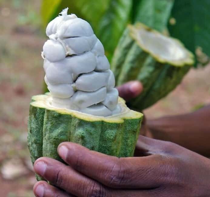 Pemba: Tumbe Village Tour with Spice Farm Visit - Spices: The Heart of Pemba’s Economy