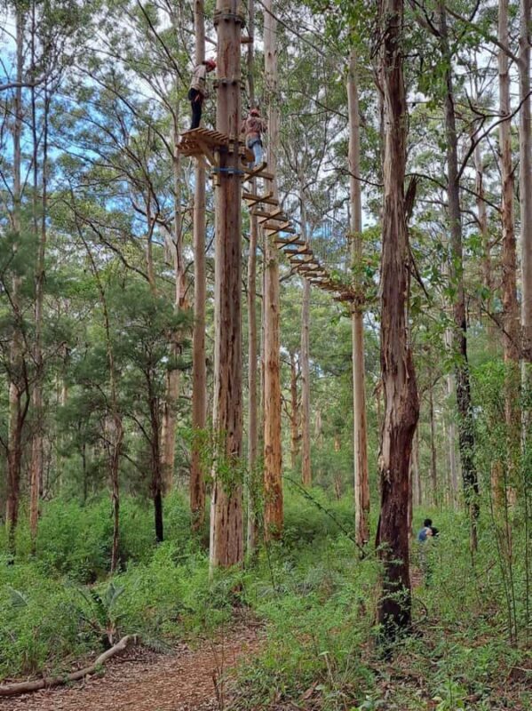 Pemberton: 2.5h Ultimate Ziplines & High Ropes Experience - An Adventure Among the Giants: What to Expect