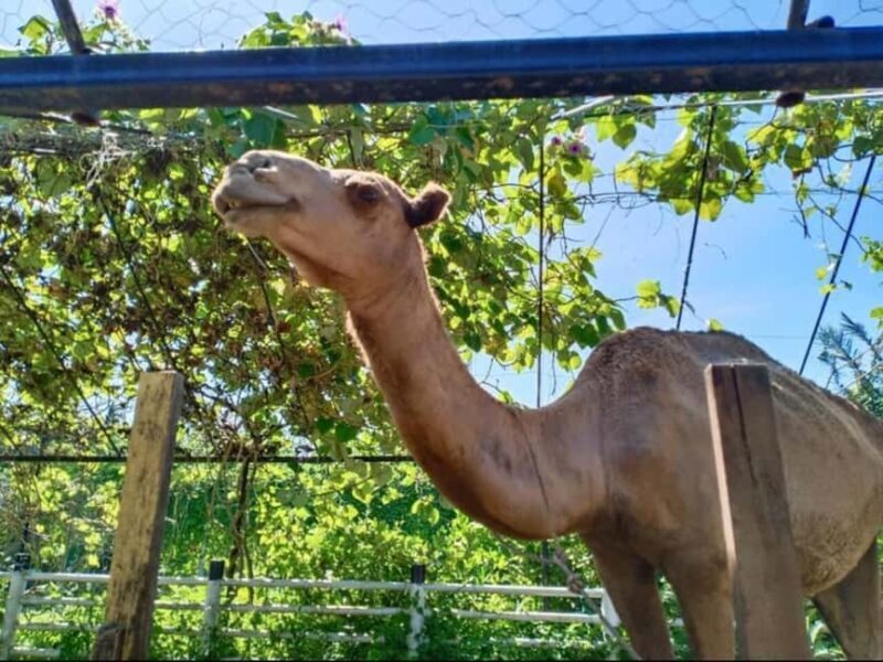 Penang: Balik Pulau Batik Painting & Mini Zoo Petting - FAQ
