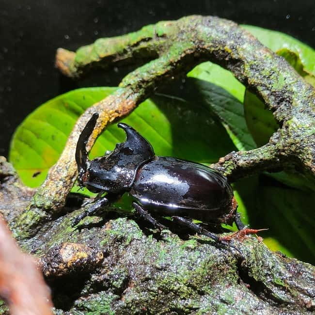 Penang: Entopia General Admission Tickets - Practical Tips for Visitors