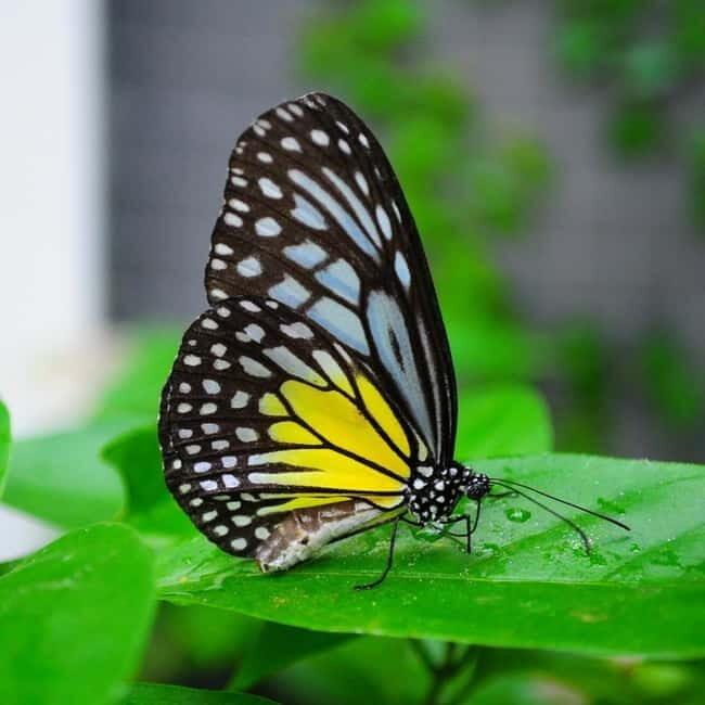 Penang: Entopia General Admission Tickets - Who Should Visit?