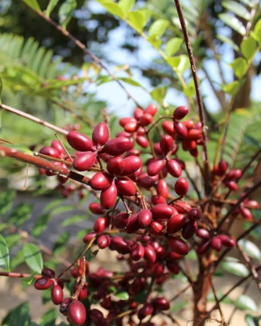 Penang: Tropical Fruit Farm Ticket - Who Will Enjoy This Tour?