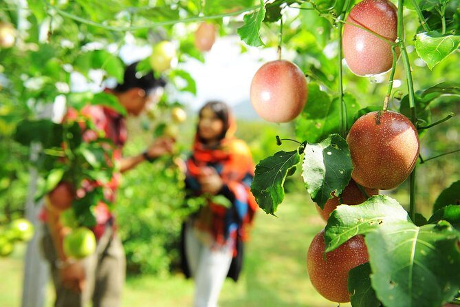 Penang Tropical Fruit Farm with Fruit Tasting - The Sum Up