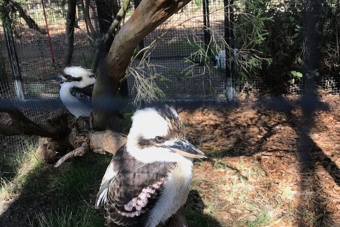 Penguin and Australian Animals Private Tour - What Makes This Tour Stand Out?