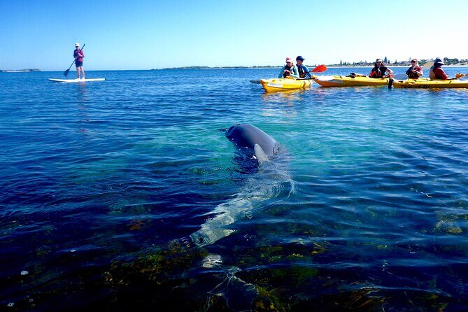 Penguin and Seal Islands Sea Kayaking Experience - The Sum Up
