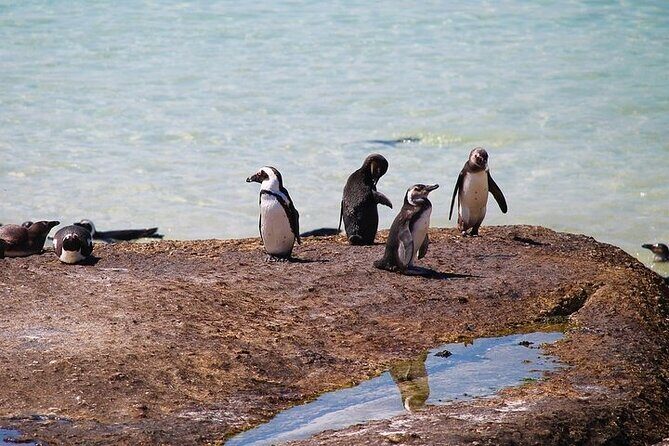 Penguin Encounter Boulders Beach Half Tour Day from Cape Town - Price and Value: Making It Count