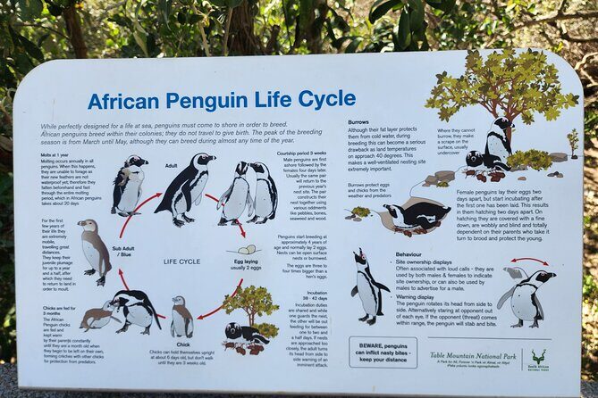 Penguin Encounter Boulders Beach Half Tour Day from Cape Town - Who Is This Tour Best For?