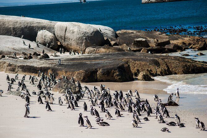 Penguin Encounter Boulders Beach Half Tour Day from Cape Town - FAQs About the Penguin Encounter Boulders Beach Half Tour