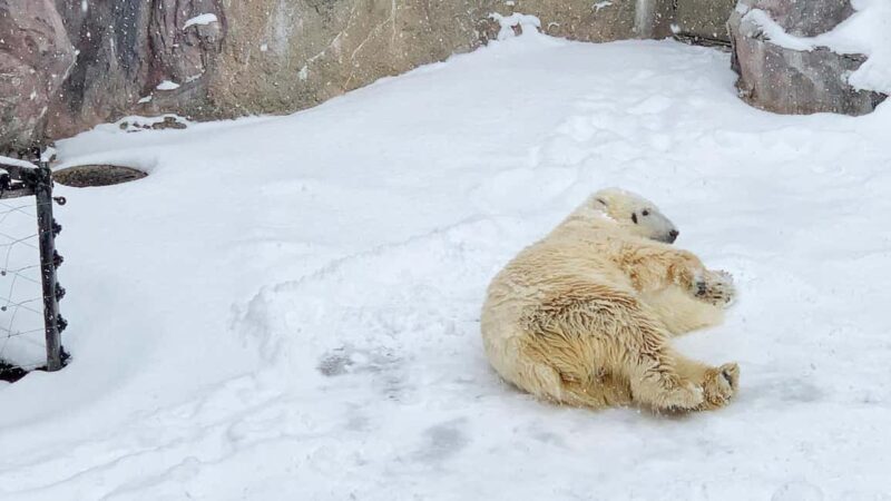 Penguin Fun & Snowmobile : Sapporo Winter (Asahiyama Zoo) - Starting the Winter Adventure in Hokkaido