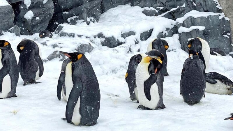 Penguin Fun & Snowmobile : Sapporo Winter (Asahiyama Zoo) - Practical Tips & Insights
