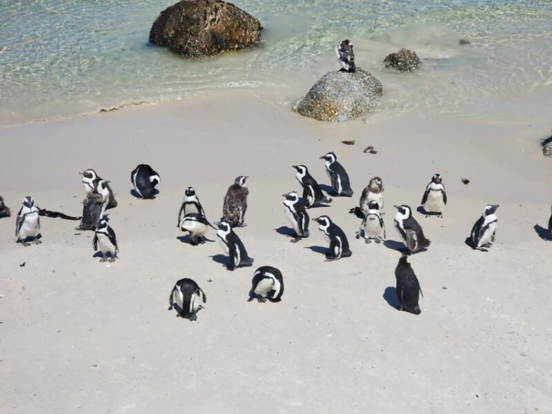 Penguin Half-Day Tour With Ticket Included (Join a Group) - Who Will Love This Tour?