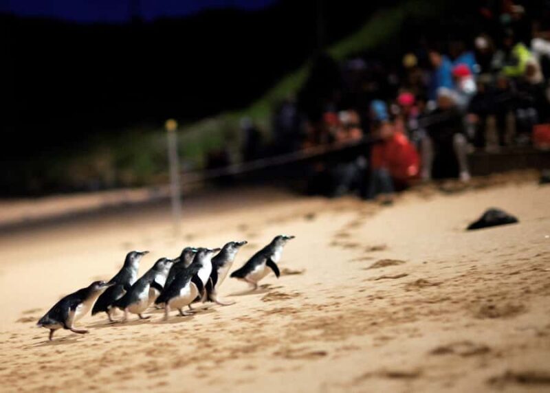 Penguin Parade: General Viewing Ticket - Who Is This Tour Best Suited For?
