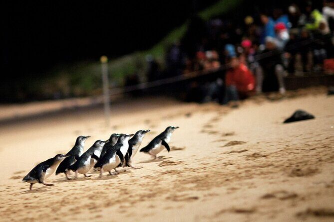 Penguin Parade, & Wildlife Encounters Eco Tour from Melbourne - What Makes This Tour Stand Out?