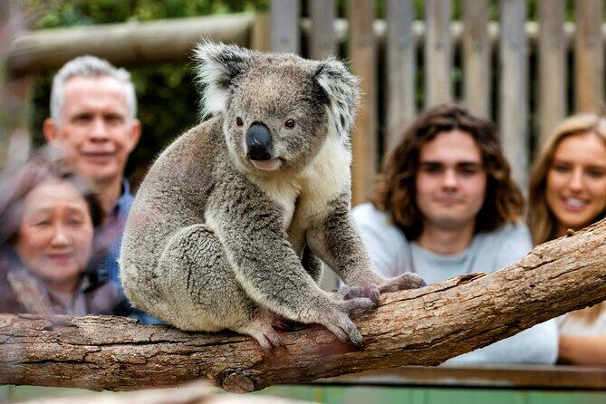 Penguin Parade, & Wildlife Encounters Eco Tour from Melbourne - Who Will Love This Tour?