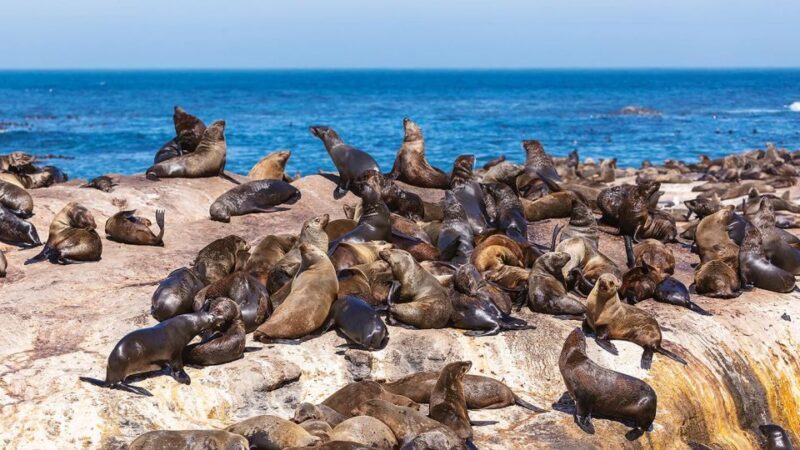 Peninsula Tour: Full Day Cape Point and Penguin Beach - An Introduction to the Tour Experience