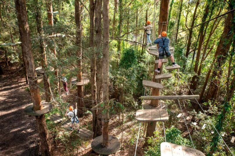 Pennant Hills: Tree Ropes Course Session - The Practicalities