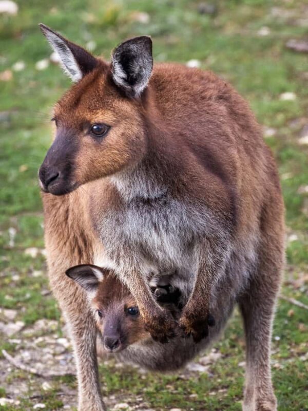 Penneshaw: Shore Excursion Kangaroo Island Scenic Tour - Final Thoughts
