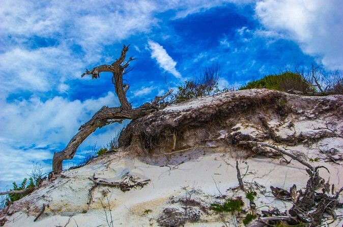 Pensacola Beach Fort Pickens Dolphin Cruise Tour - Who Is This Tour Best For?