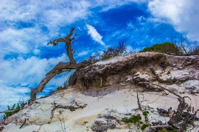 Pensacola Beach Fort Pickens Dolphin Cruise Tour - FAQ