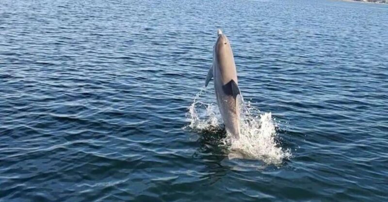 Pensacola Beach Sunset Dolphin Tour private up to 6 ppl - The Itinerary: What the Two Hours Entail