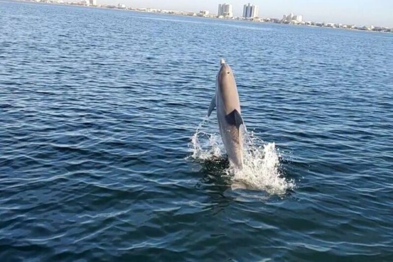 Pensacola Beach Sunset Dolphin Tour private up to 6 ppl - What’s Included and What’s Not
