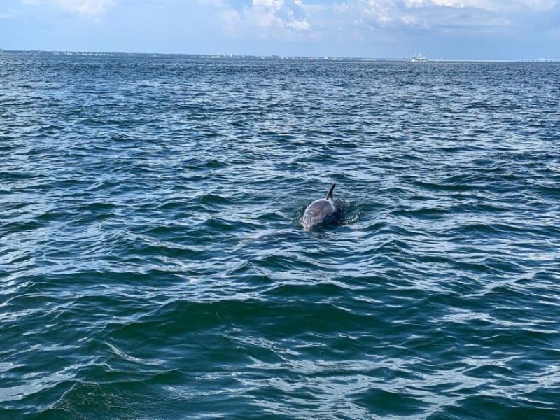 Pensacola Beach Sunset Dolphin Tour private up to 6 ppl - Authentic Experiences and Feedback