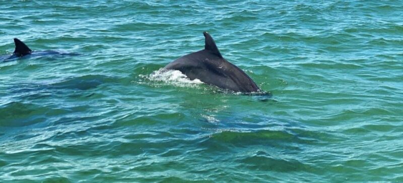 Pensacola Beach Sunset Dolphin Tour private up to 6 ppl - Who Will Love This Tour?