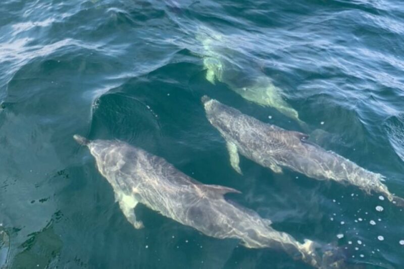 Pensacola Beach Sunset Dolphin Tour private up to 6 ppl - Practical Tips for Travelers