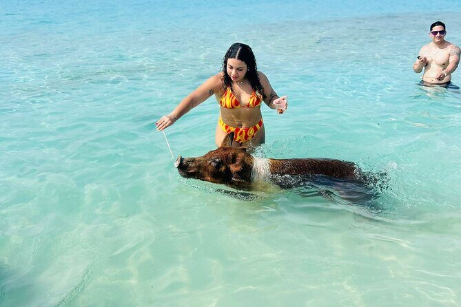Perfect Day Swimming Pigs, Turtles, Reef Snorkel & Lunch - Second Stop: Green Cay Turtle Sanctuary