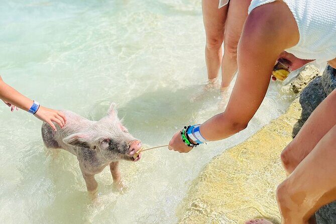 Perfect Day Swimming Pigs, Turtles, Reef Snorkel & Lunch - Additional Activities & Comforts