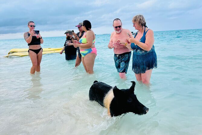 Perfect Day Swimming Pigs, Turtles, Reef Snorkel & Lunch - Considerations