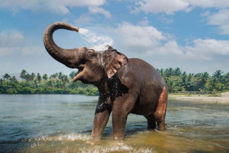 Periyar 02- Days Tour with Nature Walk and Elephant Bath - Introduction