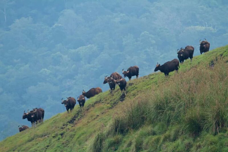 Periyar 02- Days Tour with Nature Walk and Elephant Bath - Final Thoughts