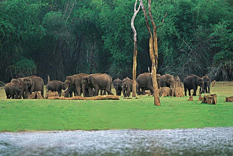 Periyar 02- Days Tour with Nature Walk and Elephant Bath - FAQ