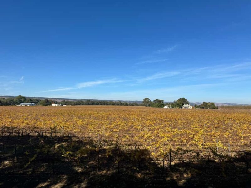 Personal Tours - Introduction: A Personalized Spin on South Australia’s Wine Regions