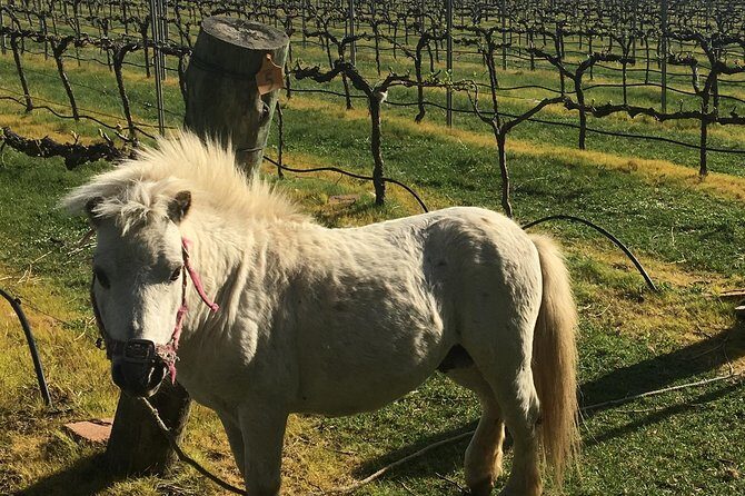 Personalised wine tour experience in the beautiful NSW Southern Highlands - The Flexibility and Personal Touch