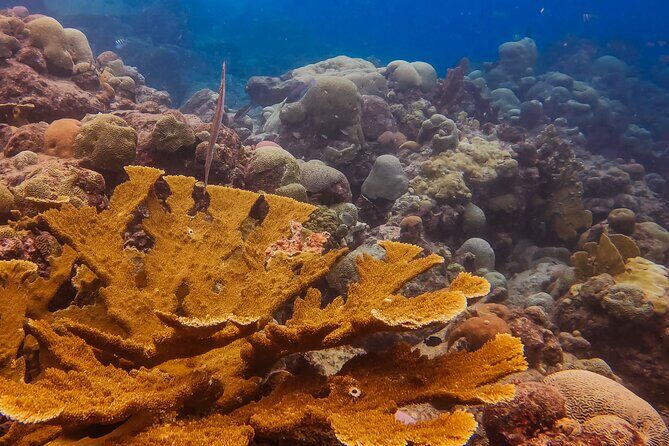 Personalized Discover Scuba Dive Experience in Curaçao - Exploring the Details of the Tour
