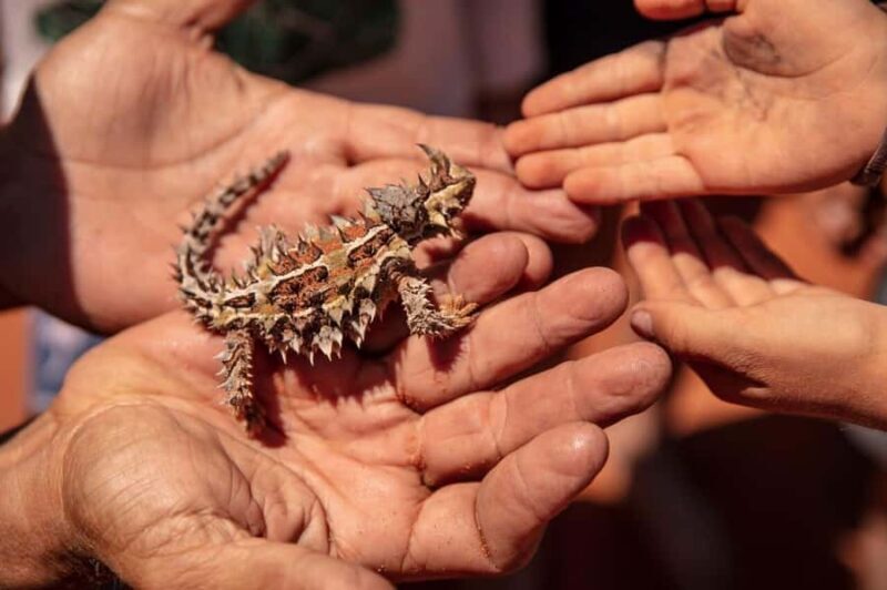 Perth: 7 Day Exmouth Explorer & Ningaloo Reef Return Perth - The Bottom Line: Is This Tour Right for You?
