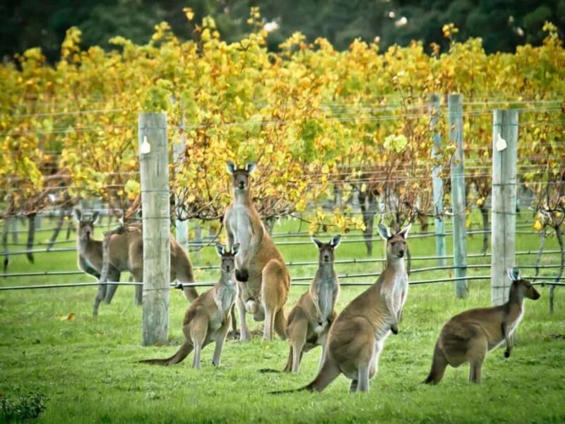 Perth: 7-Day Rottnest Island Tour Package with Accommodation - Who this tour is best for
