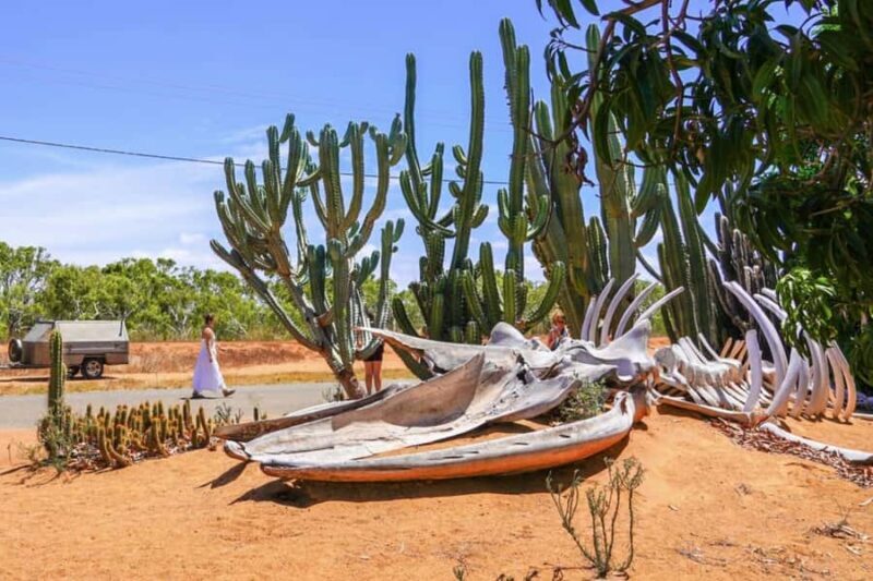 Perth: 8-Day Exmouth Tour with Ningaloo Reef Comfort Tour - Day 3: Marine Encounters at Shark Bay & Monkey Mia