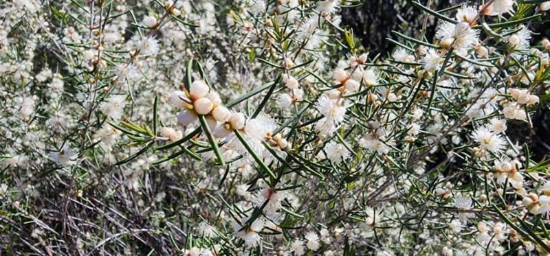Perth: Abyssinia Rock Hiking Experience - The Itinerary in Detail