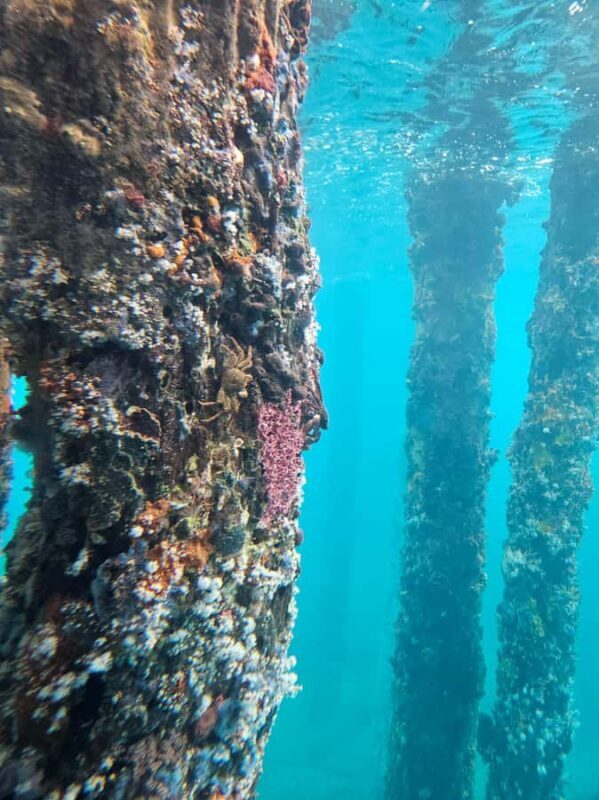 Perth: Busselton Jetty Full - Day Guided Tour - Final Thoughts