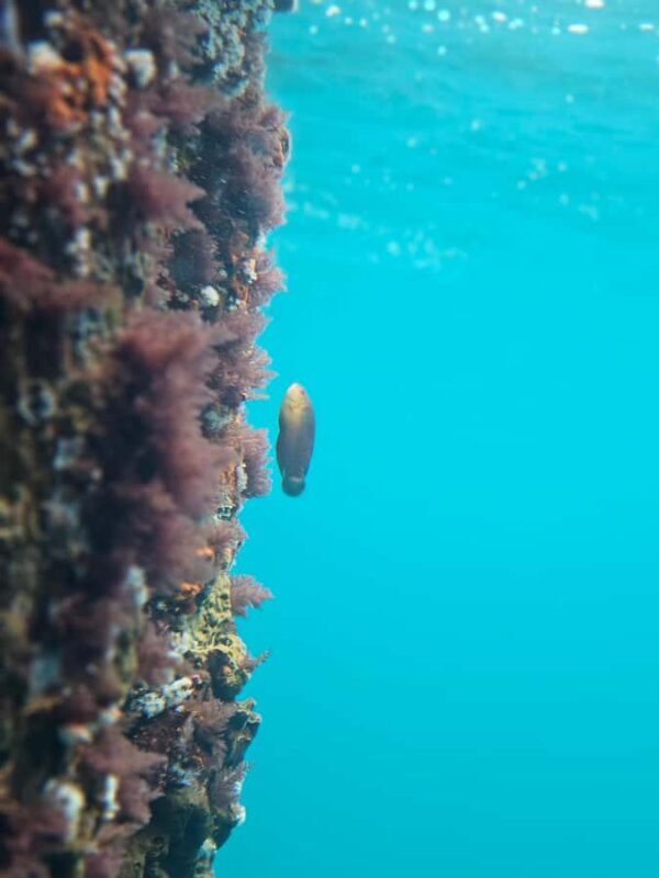 Perth: Busselton Jetty Full - Day Guided Tour - Frequently Asked Questions